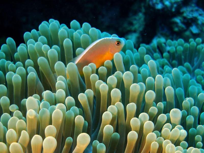SIMILAN NOV 2008 .PHOTO LORAN (215).JPG